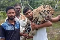 Phẫn nộ báo gấm cực quý hiếm bị thợ săn giết hại dã man