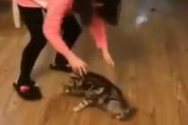 Boss quay cuồng với lũ sen "mất nết"