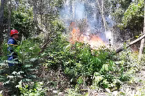 Cháy rừng ở Đà Nẵng, hơn 200 người chữa cháy nhiều giờ