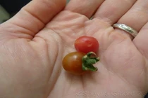 Nhật kí 200 ngày sống trên sao Hỏa của phi hành gia gây chấn động