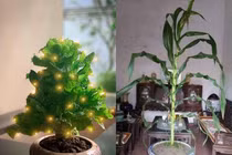 Loạt cây cảnh trưng Tết độc nhất vô nhị, hàng xóm phải trầm trồ