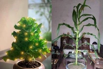 Loạt cây cảnh trưng Tết độc nhất vô nhị, hàng xóm phải trầm trồ