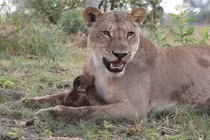 Video: Điều gì xảy ra khi chúa sơn lâm “mủi lòng“?