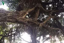 Video: Cận cảnh cổ thụ 700 năm tuổi ở Hưng Yên
