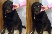 Tuyển chồng không sợ chó