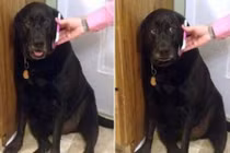 Tuyển chồng không sợ chó