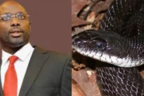 Rùng mình rắn khổng lồ có độc tại phủ tổng thống Liberia