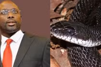 Rùng mình rắn khổng lồ có độc tại phủ tổng thống Liberia