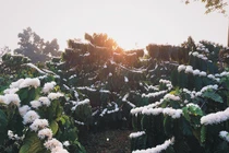 Ngỡ ngàng trước vẻ đẹp tinh khôi của mùa hoa cà phê Tây Nguyên