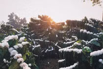 Ngỡ ngàng trước vẻ đẹp tinh khôi của mùa hoa cà phê Tây Nguyên