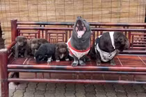 Idol Nguyễn Văn Dúi nổi đình đám đã vợ con đề huề