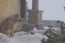 Chú chó bị phạt đứng ngoài trời rét cắt da cắt thịt