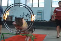 Video: Xem lợn trổ tài nhảy qua vòng lửa, sút bóng vào lưới