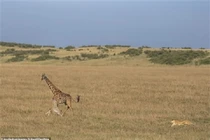 Hươu cao cổ tử chiến với sư tử cố cứu con non