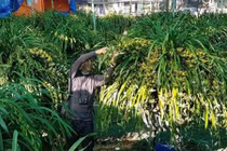 Vườn lan siêu hiếm ở Lào Cai, mỗi năm chỉ thu 1 lần 20 tỷ đồng