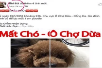 Chó cưng đi lạc, thanh niên chạy cả QC Facebook để tìm