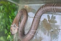 Video: Cận cảnh bắt rắn hổ hành trong chưa đầy 1 phút ở Sài Gòn