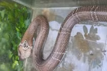 Video: Cận cảnh bắt rắn hổ hành trong chưa đầy 1 phút ở Sài Gòn