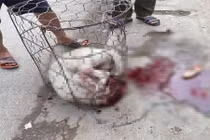 Dân mạng nói gì về vụ chó Pitbull cắn người gây phẫn nộ CĐM?