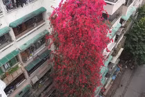 Giàn hoa giấy khổng lồ như thác đỏ khiến CĐM mê mẩn