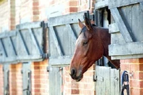 Báo động ngựa bị lạm dụng tình dục