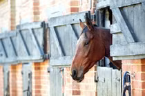 Báo động ngựa bị lạm dụng tình dục