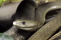 Loài rắn nguy hiểm nhất hành tinh, mệnh danh “cỗ quan tài đen”