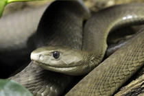 Loài rắn nguy hiểm nhất hành tinh, mệnh danh “cỗ quan tài đen”