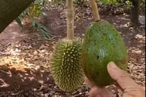 Khoe sầu riêng "đột biến", chủ vườn khiến dân mạng cười lăn lóc