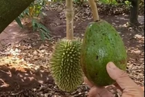 Khoe sầu riêng "đột biến", chủ vườn khiến dân mạng cười lăn lóc