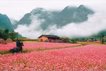 5 điểm ngắm hoa tam giác mạch Hà Giang đẹp lung linh