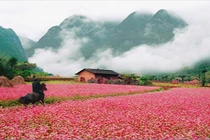 5 điểm ngắm hoa tam giác mạch Hà Giang đẹp lung linh