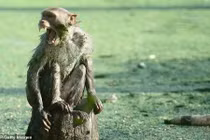 Ra đồng đi tiểu, người phụ nữ chết oan vì loài vật lộng hành