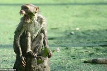 Ra đồng đi tiểu, người phụ nữ chết oan vì loài vật lộng hành