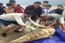 Xác cá voi nặng gần 100 kg dạt vào bờ biển Hà Tĩnh 