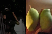 Nửa đêm bạn gái thèm xoài chua, chàng trai có pha xử lý "truất"