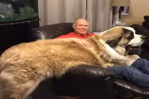 15 chú chó bự khổng lồ nhưng lúc nào cũng tưởng mình bé bỏng lắm