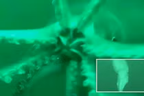 Khám phá biển sâu, không ngờ đụng độ quái vật khổng lồ 