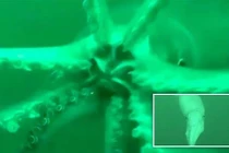 Khám phá biển sâu, không ngờ đụng độ quái vật khổng lồ 