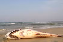 Xác định tác nhân gây cá chết hàng loạt ở Thừa Thiên - Huế