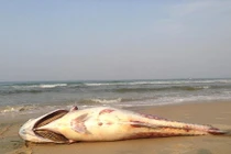 Xác định tác nhân gây cá chết hàng loạt ở Thừa Thiên - Huế