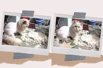 Bị "sen" tỉa lông, biểu cảm "sang chấn" của chú mèo gây bão mạng