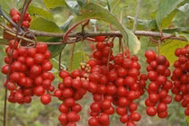 Trước đây chỉ là quả dại ven đường, giờ thành dược liệu quý giá đắt đỏ