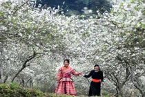 Mộc Châu đẹp tựa "thiên đường" trong mùa hoa mơ nở rộ