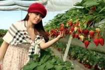 Vườn dâu "kịch độc" cho thu nhập cả tỷ đồng mỗi năm 