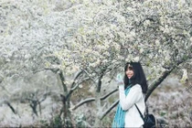 Giới trẻ "sốt xình xịch" với mùa hoa mơ nở trước Tết