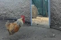 Video: Gà trống kiệt sức vì đánh nhau với chính bản sao trong gương