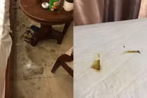 Cặp đôi lén đem chó vào khách sạn còn để lại thứ "kinh hãi" trên giường