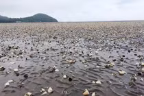 Phát hiện chất tẩy rửa tại khu vực cá chết ở Kiên Giang