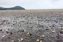 Phát hiện chất tẩy rửa tại khu vực cá chết ở Kiên Giang